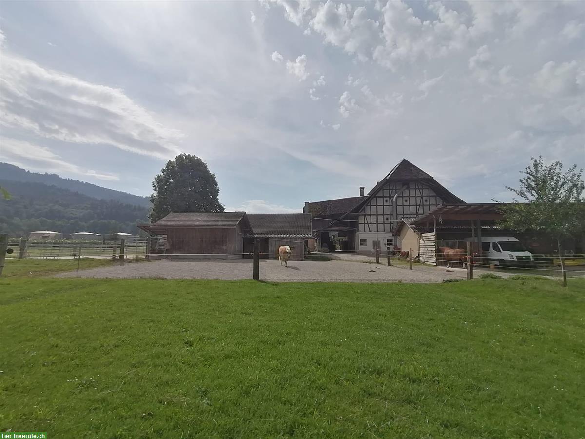 Bild 2: Auslaufboxe auf Bauernhof mit liebevoller Betreuung