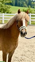 Junger CH-Pony, Wallach, 1.26m, 2022