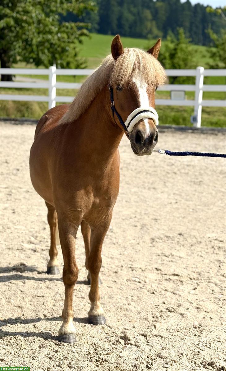 Bild 2: Junger CH-Pony, Wallach, 1.26m, 2022