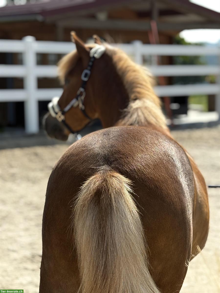 Bild 3: Junger CH-Pony, Wallach, 1.26m, 2022