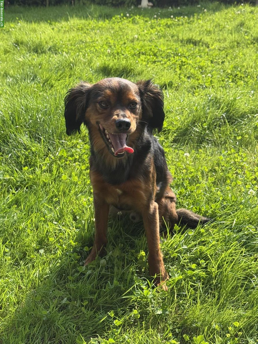 Verspielter Hund Oslo sucht ein Zuhause