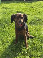 Verspielter Hund Oslo sucht ein Zuhause