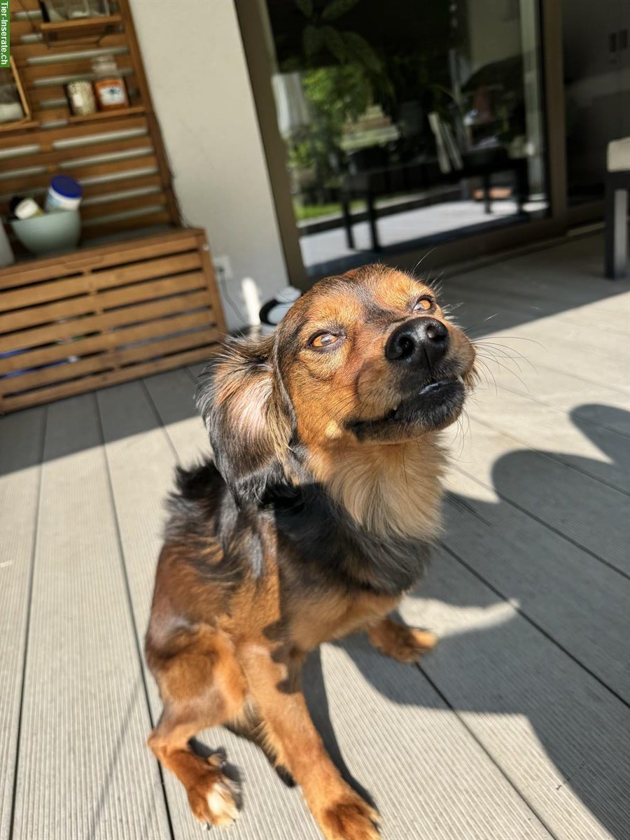 Bild 2: Verspielter Hund Oslo sucht ein Zuhause