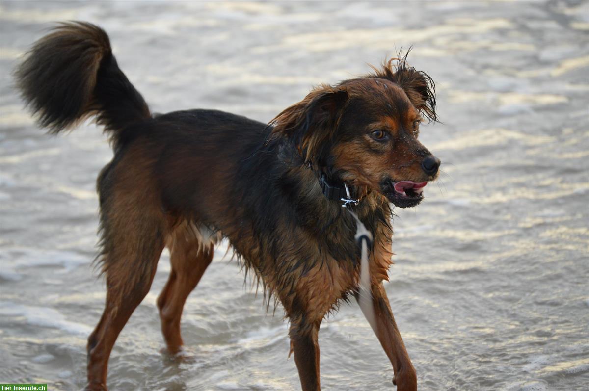 Bild 3: Verspielter Hund Oslo sucht ein Zuhause