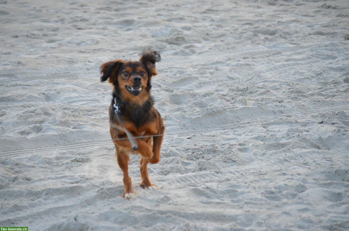 Bild 4: Verspielter Hund Oslo sucht ein Zuhause