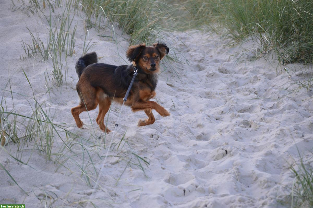 Bild 5: Verspielter Hund Oslo sucht ein Zuhause
