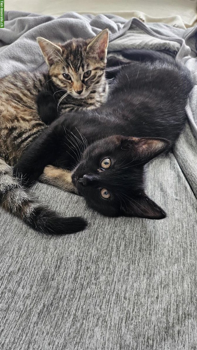 2 Katzen Mädchen suchen ein liebes Zuhause
