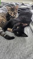 2 Katzen Mädchen suchen ein liebes Zuhause