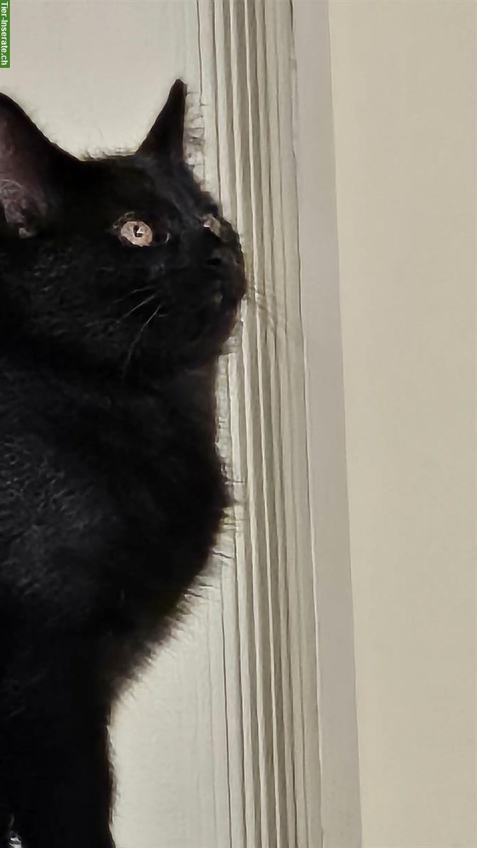 Bild 2: 2 Katzen Mädchen suchen ein liebes Zuhause