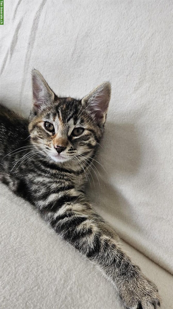 Bild 3: 2 Katzen Mädchen suchen ein liebes Zuhause