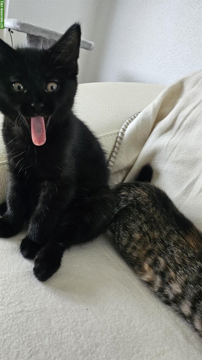 Bild 4: 2 Katzen Mädchen suchen ein liebes Zuhause