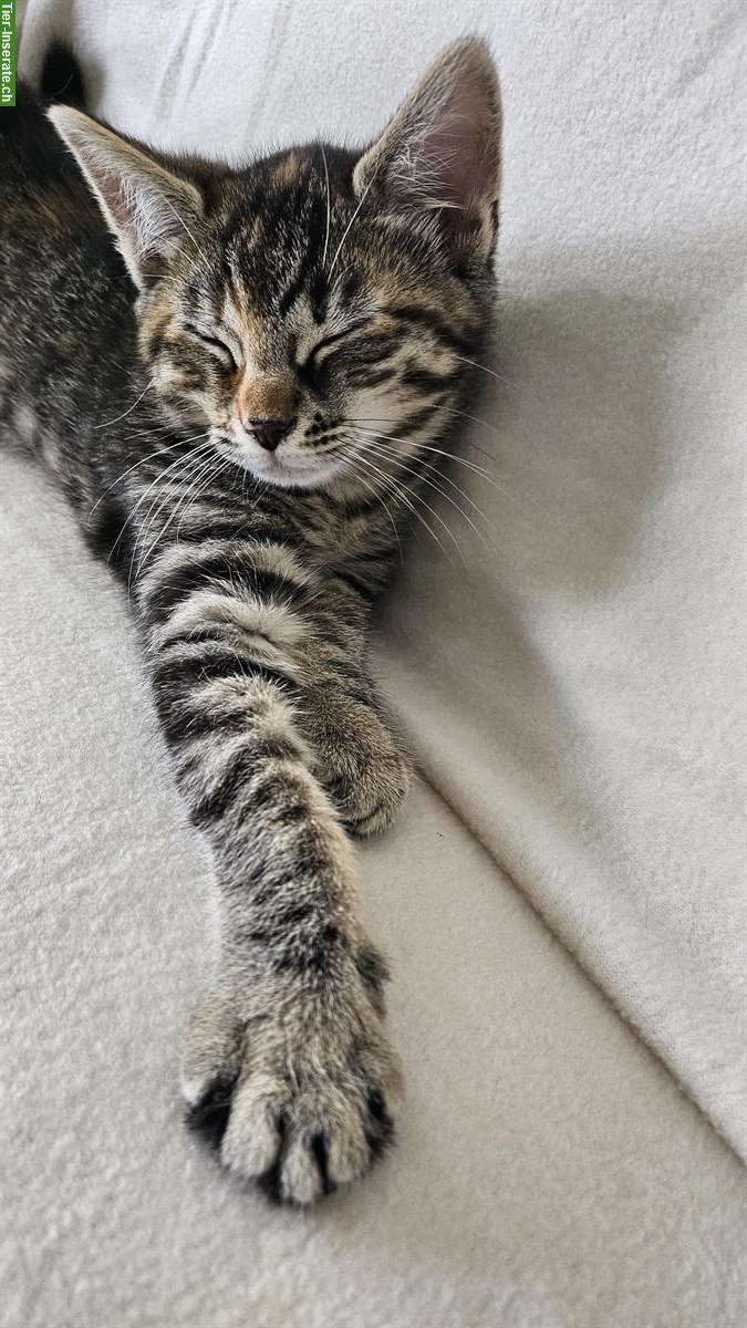 Bild 5: 2 Katzen Mädchen suchen ein liebes Zuhause