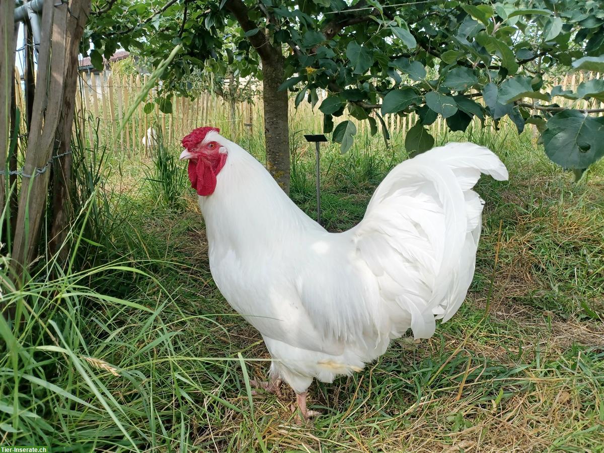 Schweizerhuhn Hahn, sehr lieb