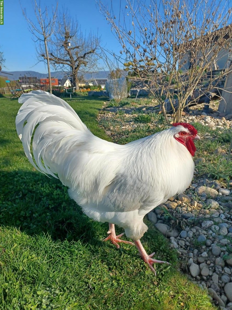 Bild 2: Schweizerhuhn Hahn, sehr lieb