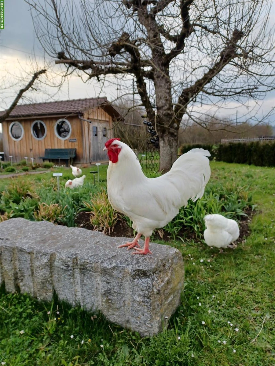 Bild 3: Schweizerhuhn Hahn, sehr lieb