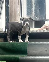 Pitbull x American Bully Mix Welpe, Rüde
