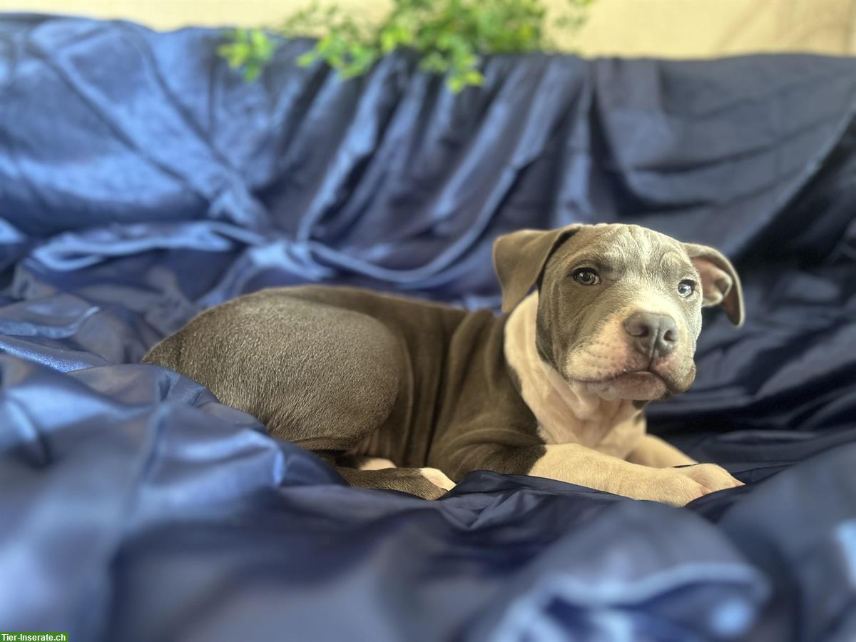 Bild 2: Pitbull x American Bully Mix Welpe, Rüde