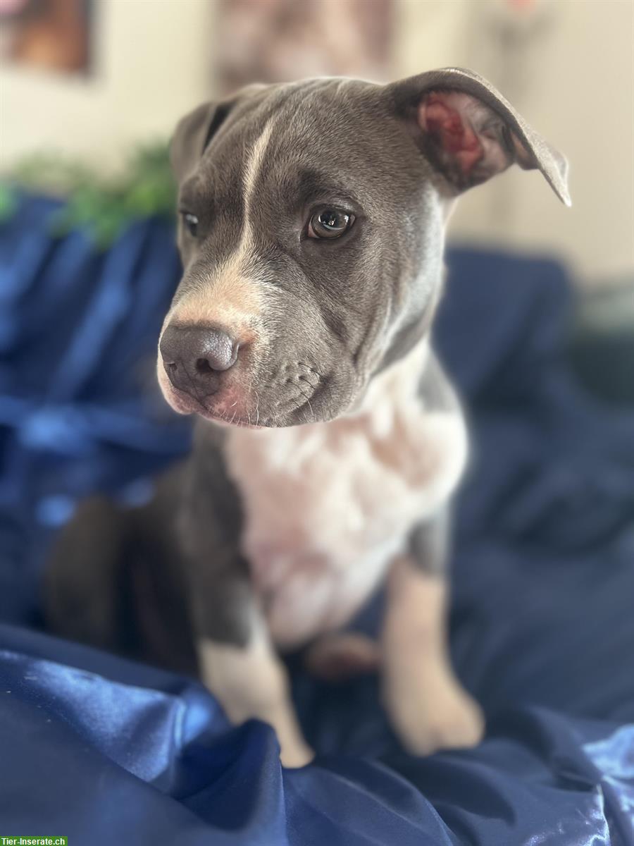 Bild 3: Pitbull x American Bully Mix Welpe, Rüde