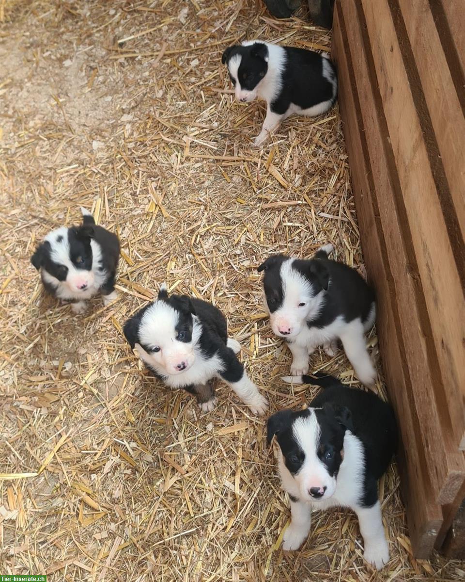 Border Collie Welpen Tricolor zu verkaufen