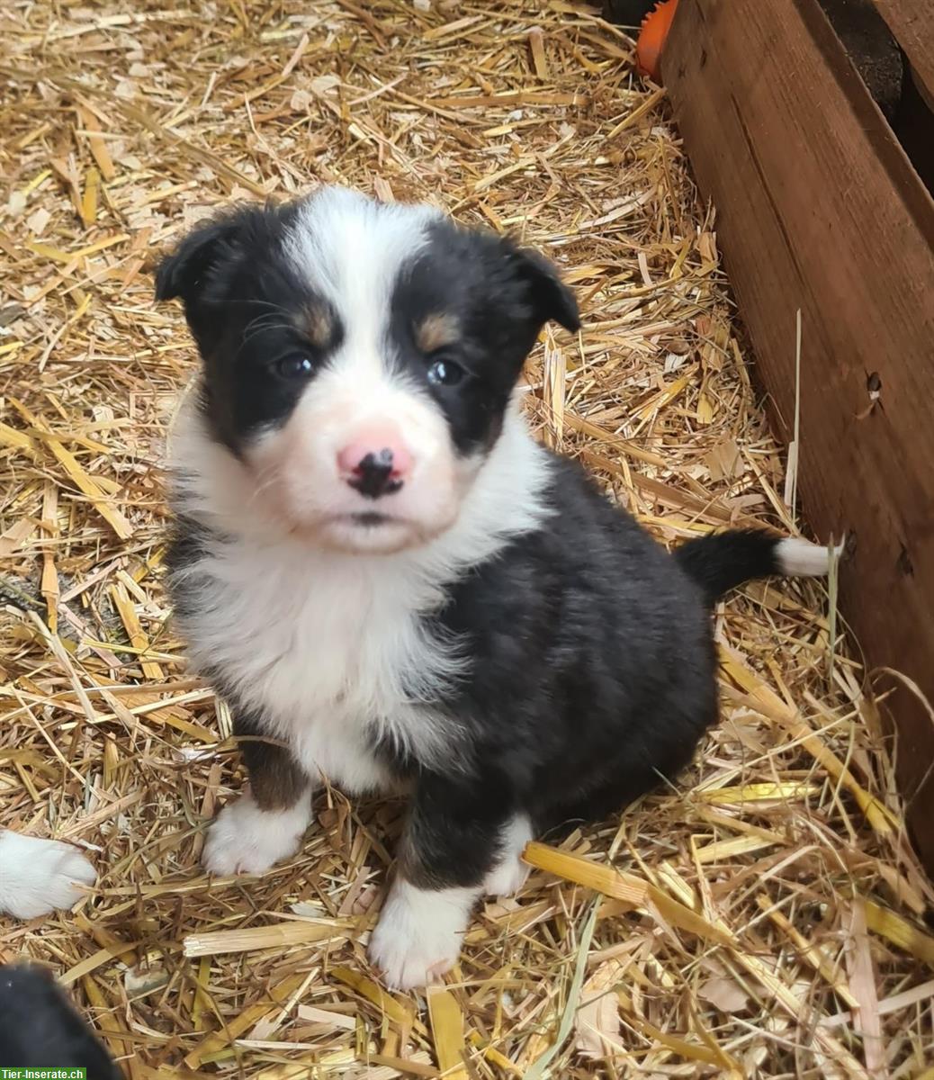 Bild 2: Border Collie Welpen Tricolor zu verkaufen