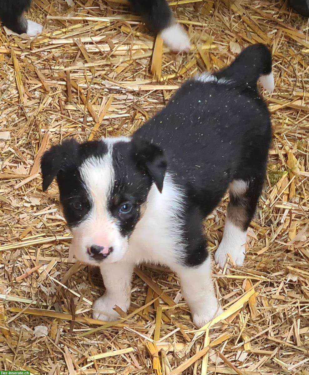 Bild 3: Border Collie Welpen Tricolor zu verkaufen