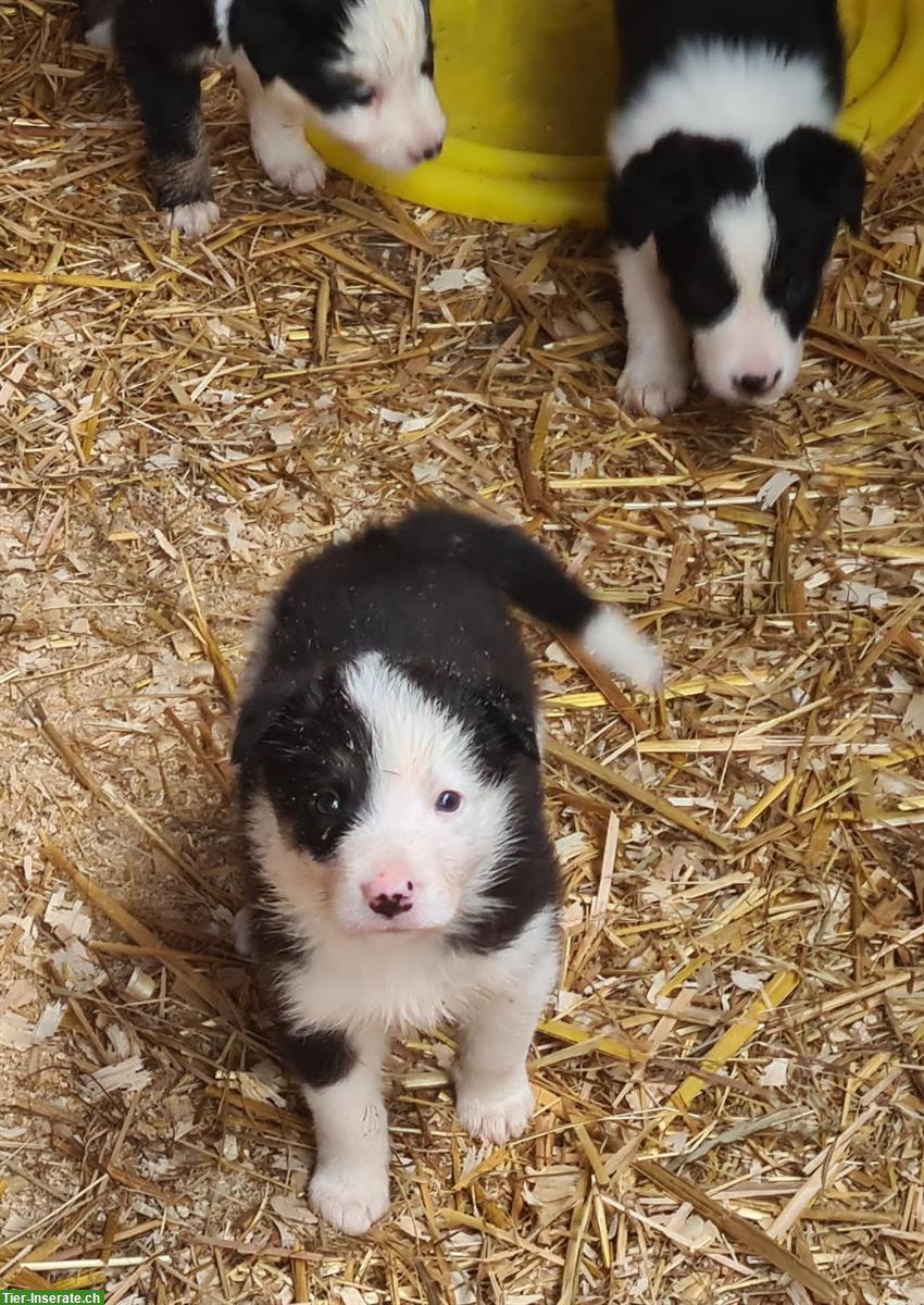 Bild 4: Border Collie Welpen Tricolor zu verkaufen
