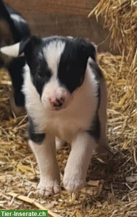 Bild 5: Border Collie Welpen Tricolor zu verkaufen