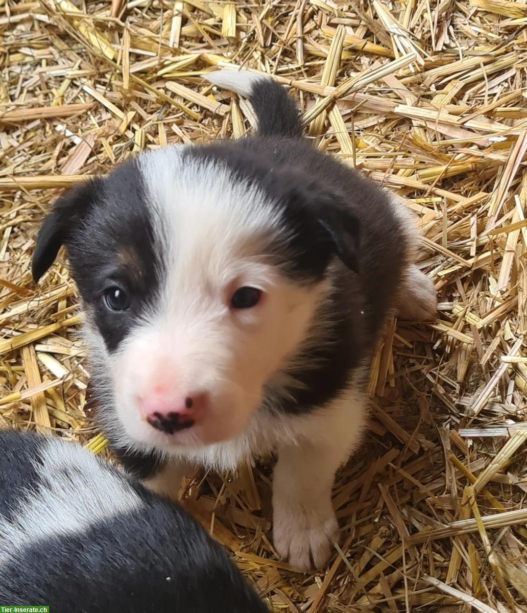 Bild 6: Border Collie Welpen Tricolor zu verkaufen