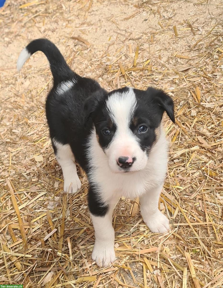 Bild 7: Border Collie Welpen Tricolor zu verkaufen