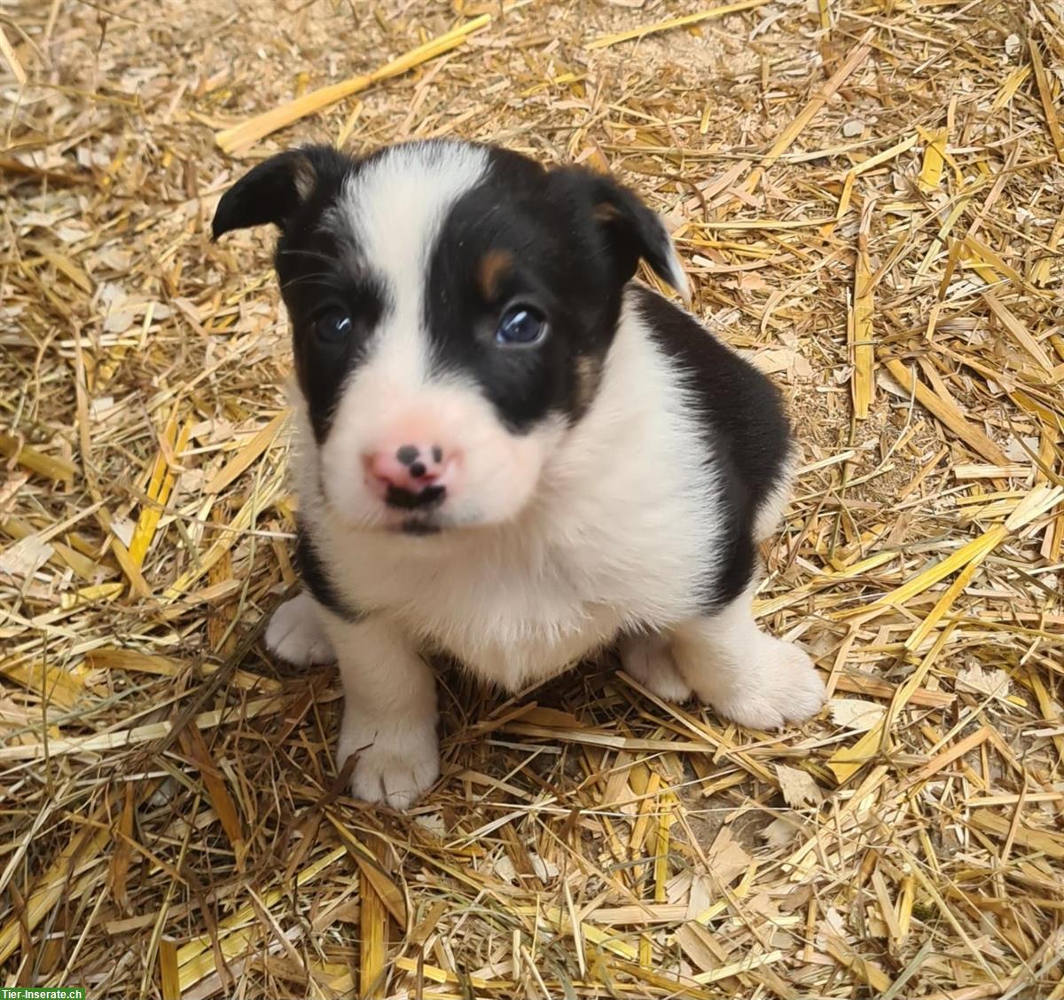 Bild 8: Border Collie Welpen Tricolor zu verkaufen