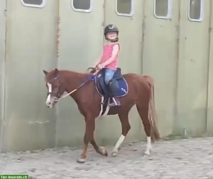 Super liebes Kinderpony, 1.29m, fuchs