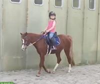 Super liebes Kinderpony, 1.29m, fuchs