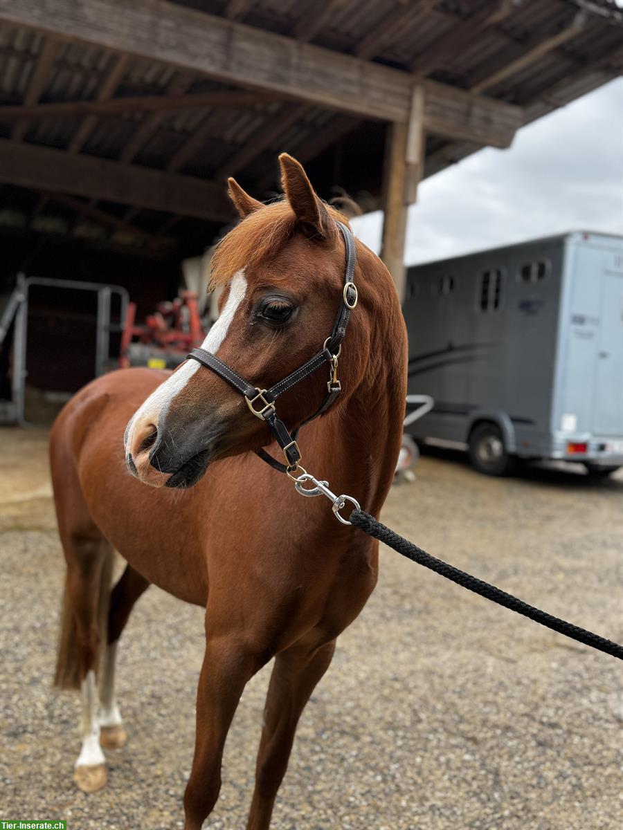 Bild 2: Super liebes Kinderpony, 1.29m, fuchs