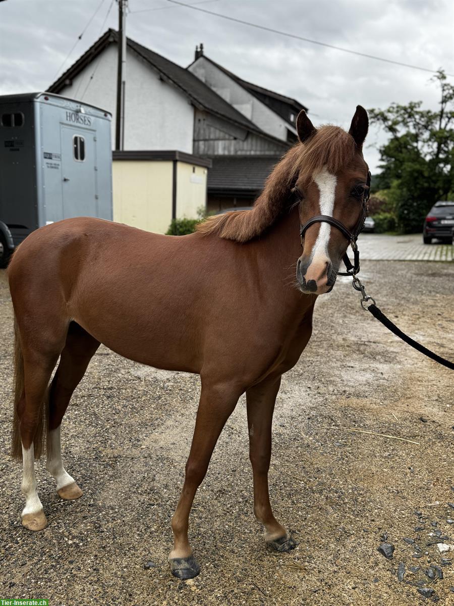 Bild 3: Super liebes Kinderpony, 1.29m, fuchs