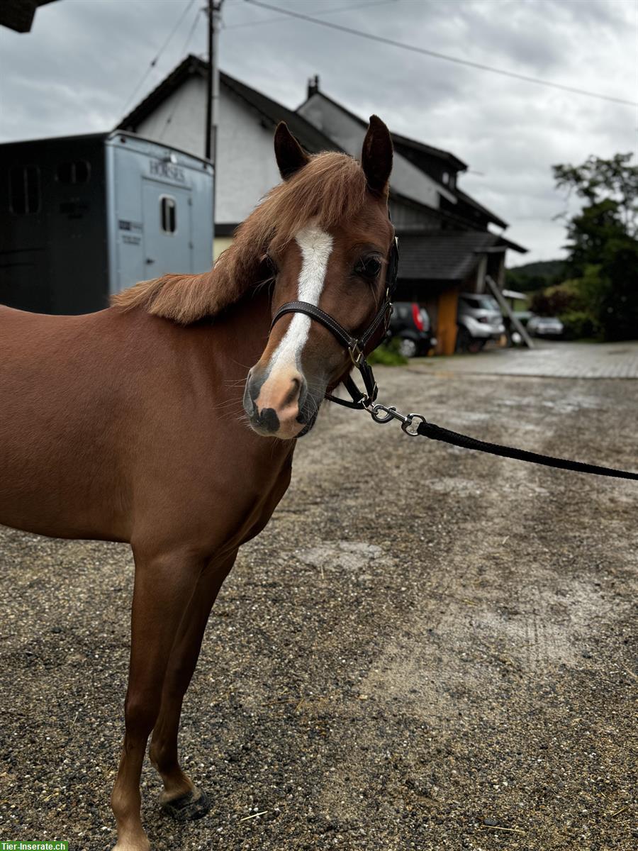 Bild 4: Super liebes Kinderpony, 1.29m, fuchs