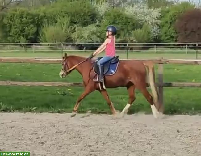 Bild 5: Super liebes Kinderpony, 1.29m, fuchs