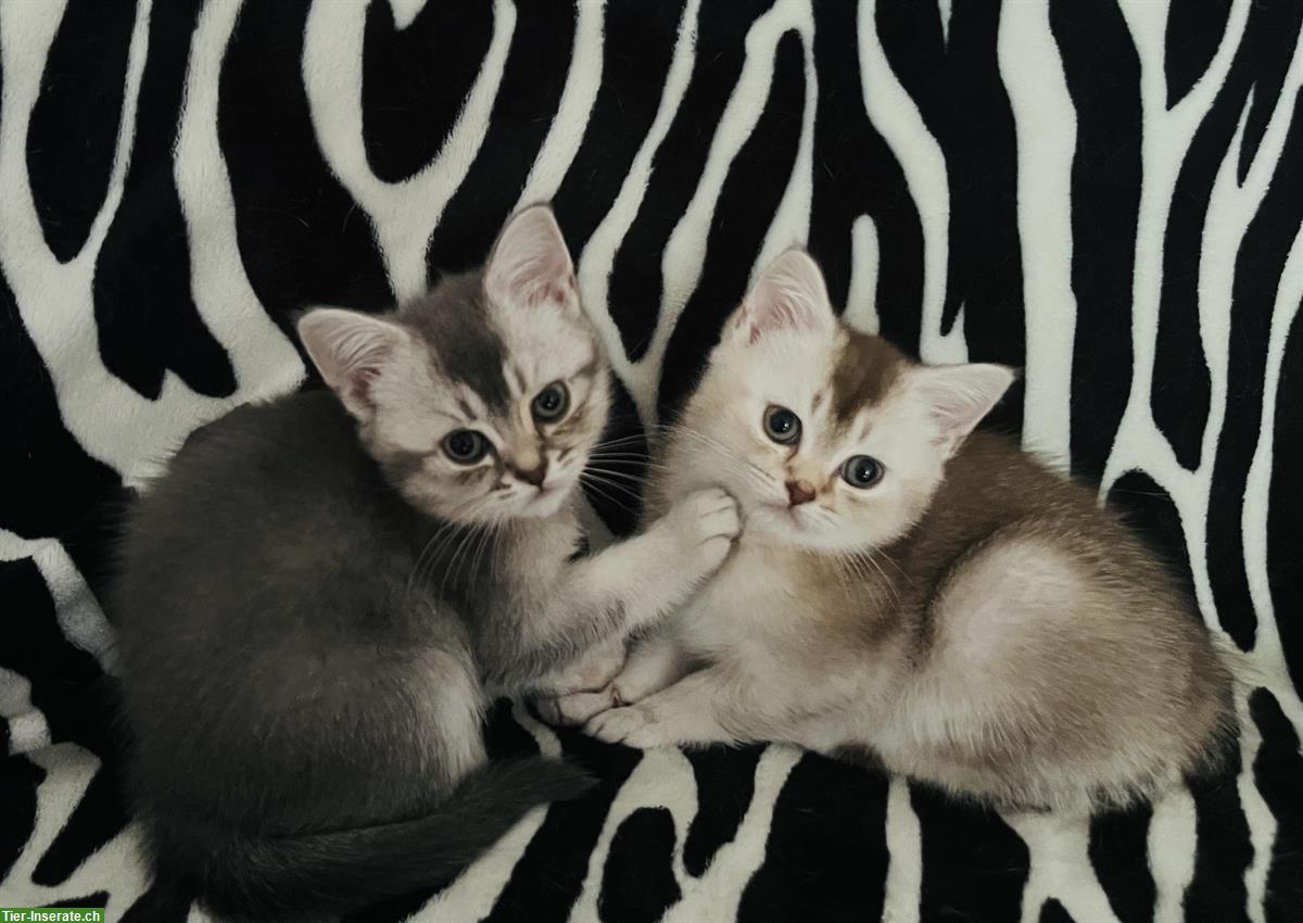 BKH Kitten in black silver shaded
