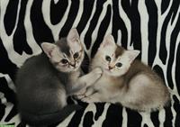 BKH Kitten in black silver shaded
