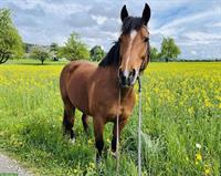 11-jährige Freiberger Stute zu verkaufen