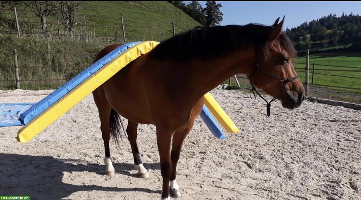 Bild 4: 11-jährige Freiberger Stute zu verkaufen