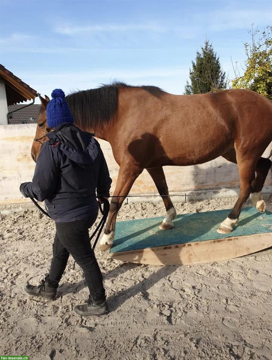 Bild 5: 11-jährige Freiberger Stute zu verkaufen