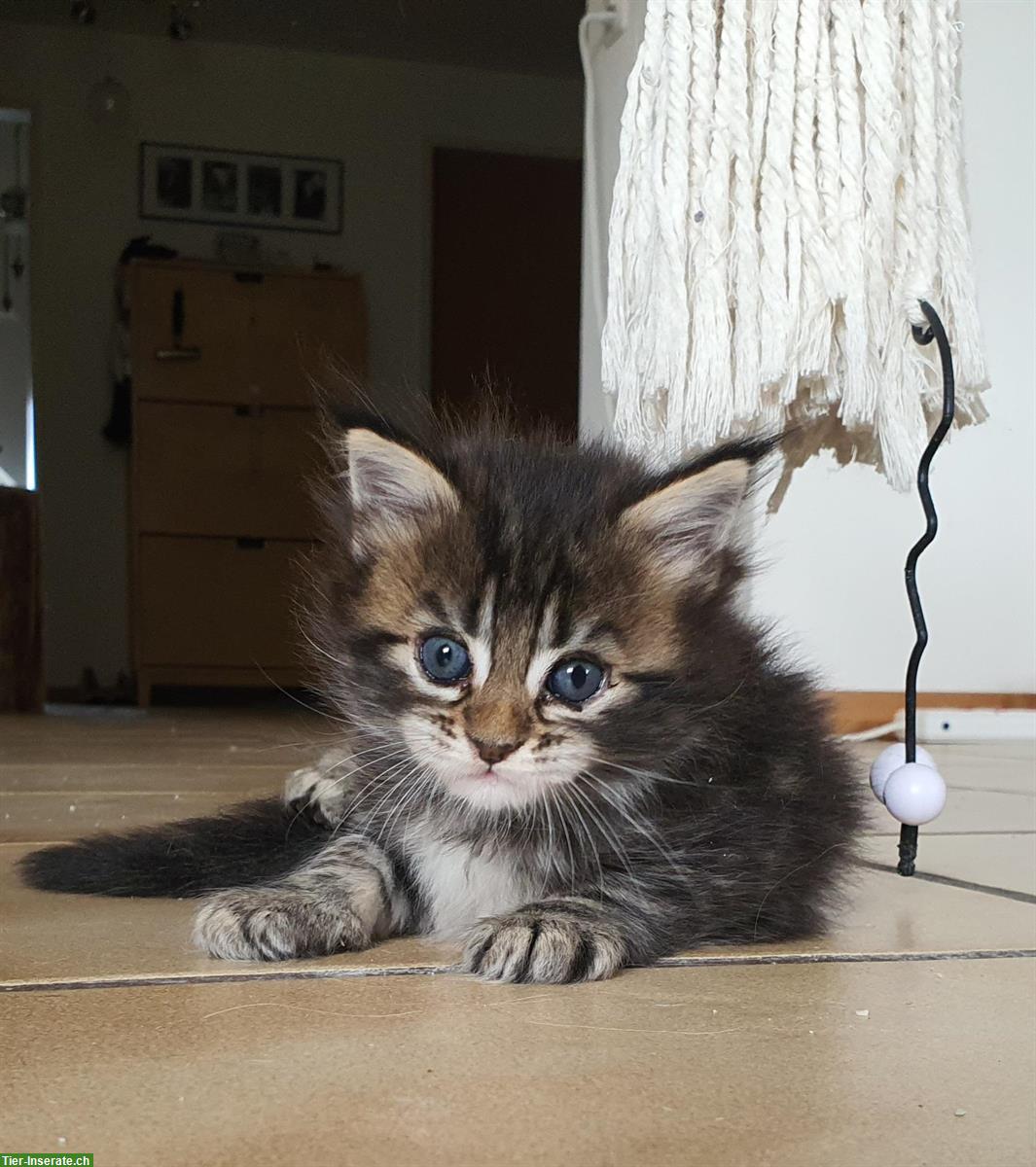 Maine Coon x Ragdoll Mix Kitten