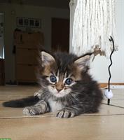Maine Coon x Ragdoll Mix Kitten