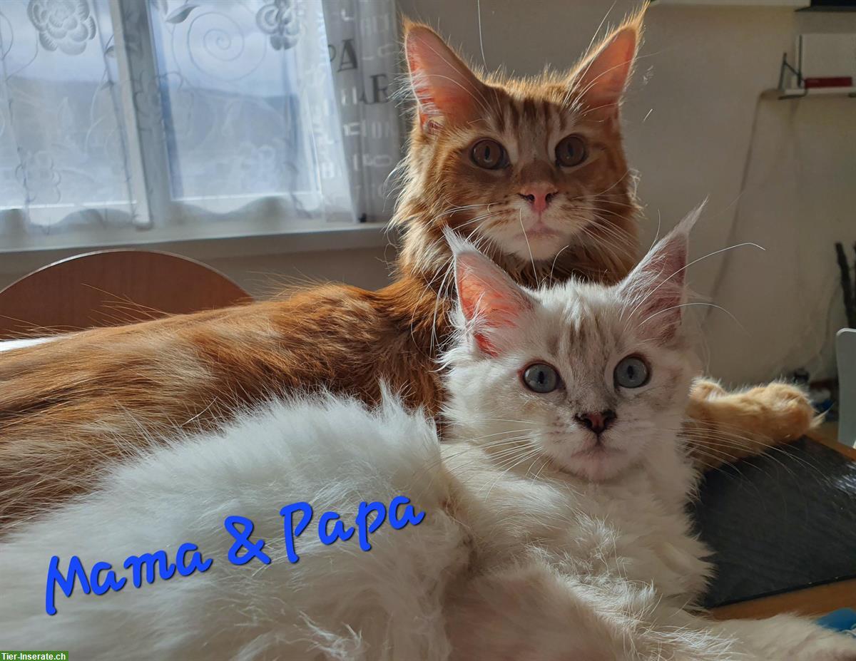 Bild 10: Maine Coon x Ragdoll Mix Kitten