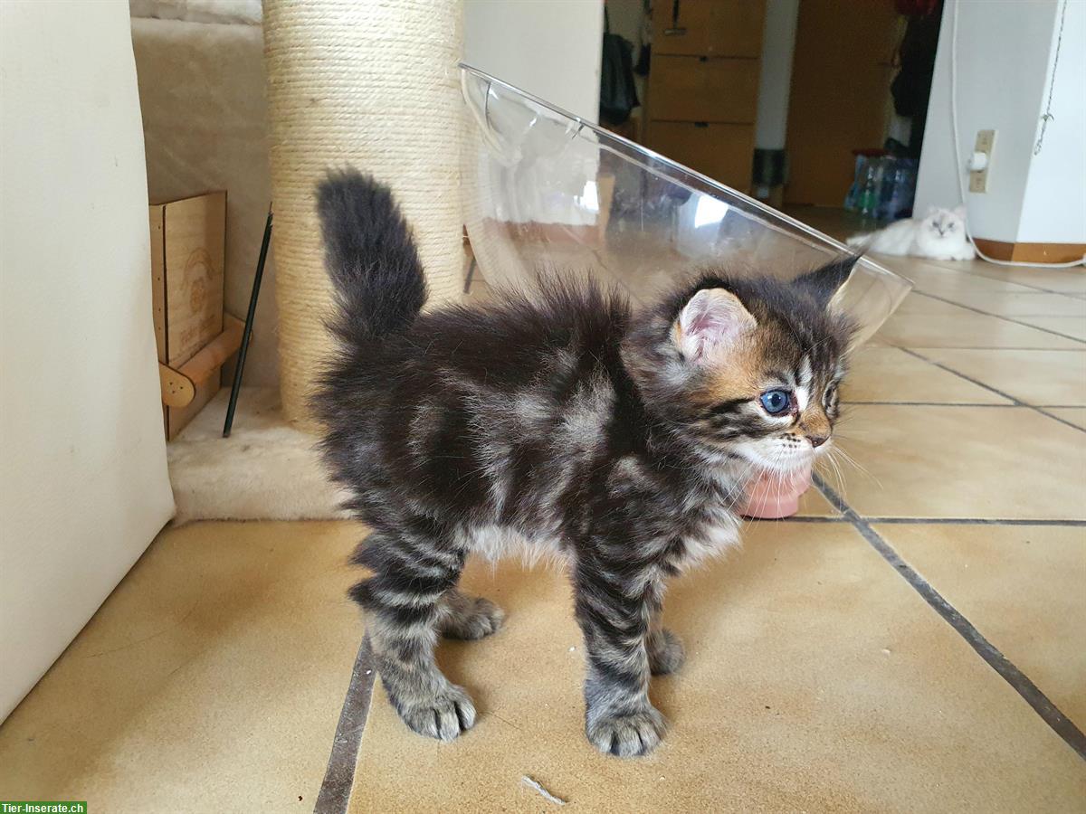 Bild 2: Maine Coon x Ragdoll Mix Kitten