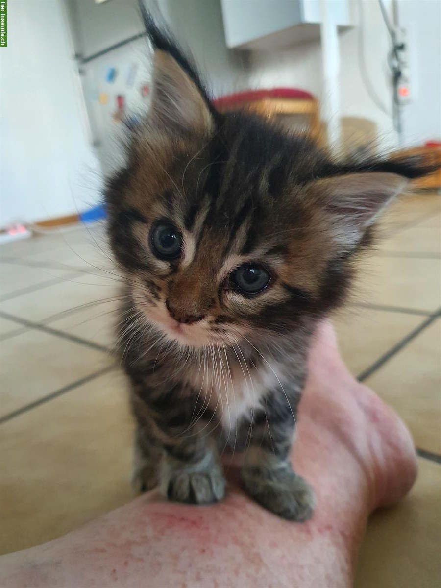 Bild 3: Maine Coon x Ragdoll Mix Kitten