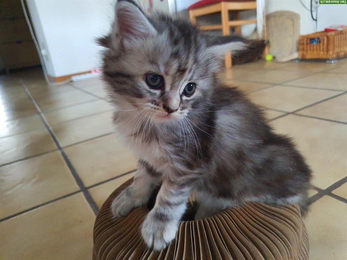 Bild 4: Maine Coon x Ragdoll Mix Kitten