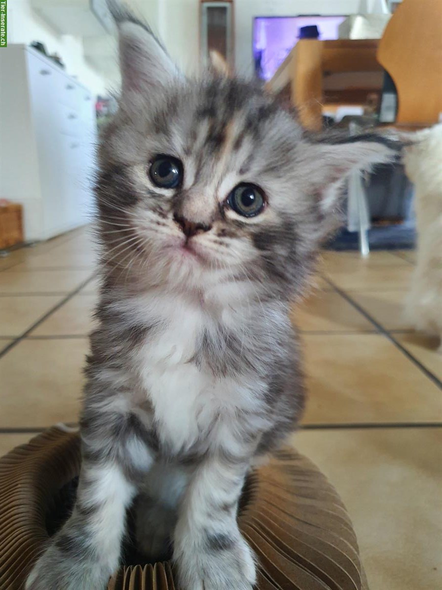 Bild 5: Maine Coon x Ragdoll Mix Kitten