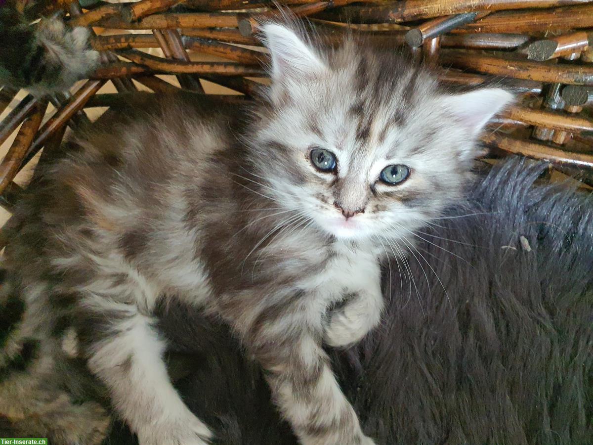 Bild 6: Maine Coon x Ragdoll Mix Kitten