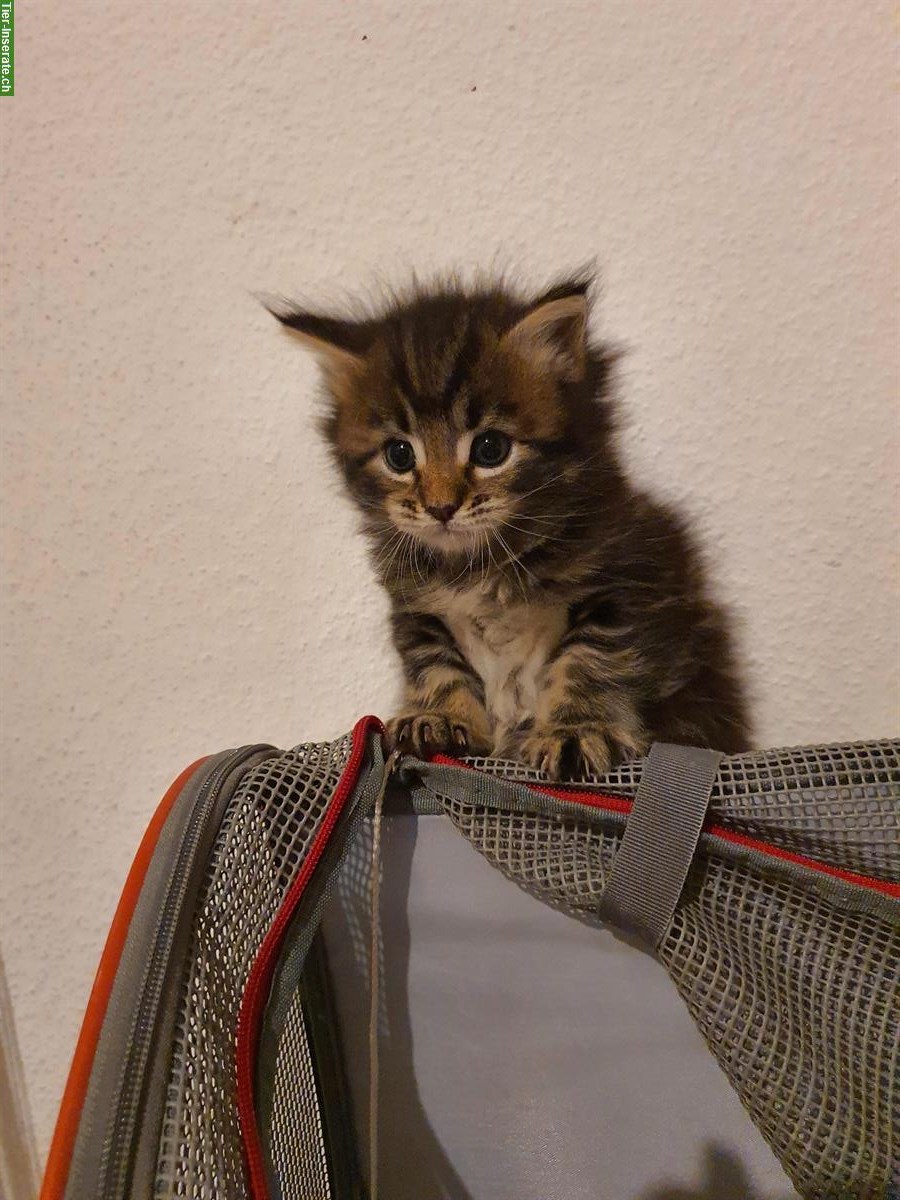Bild 7: Maine Coon x Ragdoll Mix Kitten